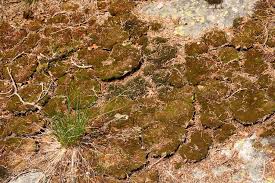 carpets of moss similar to miniature