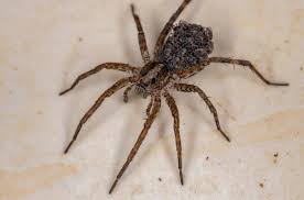 Get Rid Of Wolf Spiders In Basement