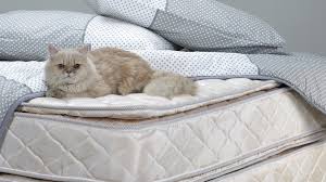 cat out of your mattress