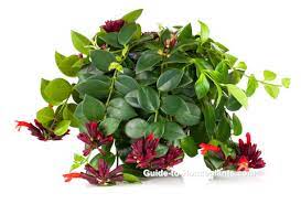 lipstick plant care tips how to grow