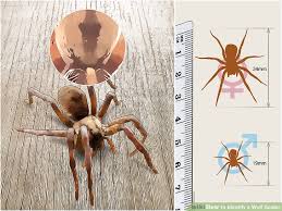 Up To Date California Spider Identification Chart Southern