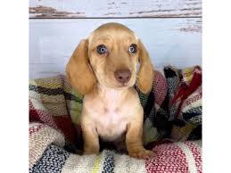 dachshund puppy red id 8369 located at