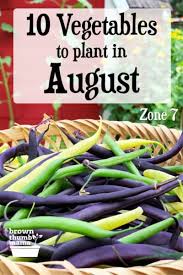 10 vegetables to plant in august zone