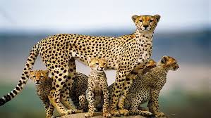 african cheetah 1080p 2k 4k 5k hd