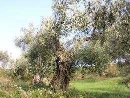 Image result for olivi della montagnola