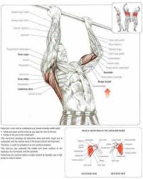 Pin By Manuel Breton On Anatomy Workout For Beginners Gym