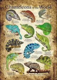 chameleons of the world poster print