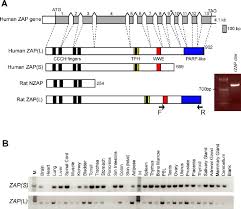 zap s and zap l isoforms in mammals