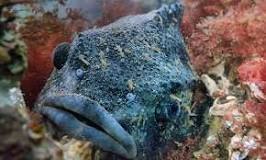 Is a lumpfish a saltwater?
