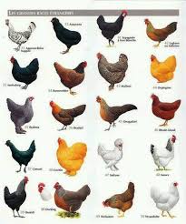 Best Chickens That Lay The Most Eggs And Fit Well In Small