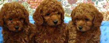 peggy s arizona red poodles peggy s