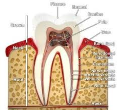In some cases, a surgical procedure may be used to treat an infected root canal extraction. Root Canal Vs Apicoectomy Shrewsbury Ma