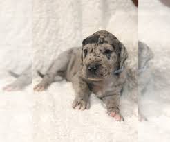 If you're looking for free puppies, indiana residents should be aware of puppy mills. View Ad Great Dane Puppy For Sale Near Indiana Bluffton Usa Adn 204184