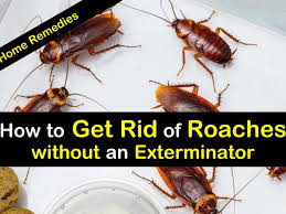 get rid of roaches without an exterminator