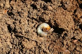 are white grubs killing my plants