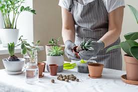 How To Care For Succulents Agrilife Today