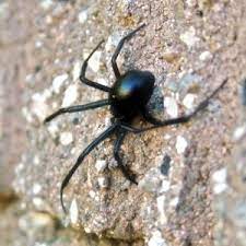 The female black widow eats the male soon after mating—a behavior which is quite common in many spiders. Black Widow Spider For Kids Learn About This Venomous Arachnid