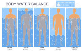 Cartoon Body And Water Chart Infographics Card Poster Vector