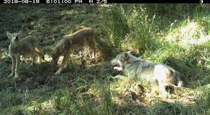 Mount Hood Wolf Found Dead Near Highway 26 - OPB
