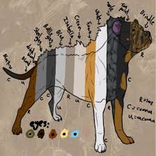 Rumi Sonqo Dog Colour Chart By Modifiedmonster Pitbulls