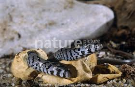 The sheltopusik, also spelled scheltopusik, or european legless lizard is a large glass lizard found from southern europe to central asia. Nature Picture Library European Legless Lizards Ophisaurus Apodus Hatching From Eggs Eastern Rodopi Mt Bulgaria Georgi Tzonev