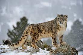 Snow leopard guide: habitat, diet and conservation - Discover Wildlife