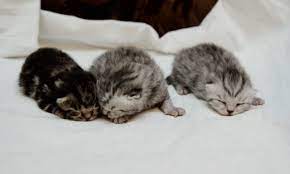 Новорожденные шотландские котята - 77 фото