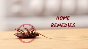 8 proven home remes for roaches