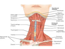 Each side is painstakingly labeled, and the bottom half of the chart features enhanced. 11 4 Identify The Skeletal Muscles And Give Their Origins Insertions Actions And Innervations Anatomy Physiology