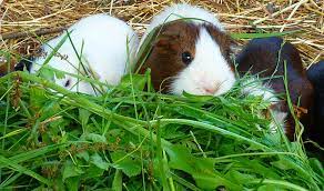 plant a guinea pig garden food you can