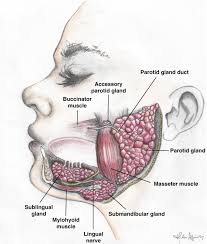 salivary gland disorders and diseases