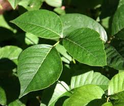 Image result for poison ivy