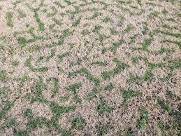 What Happens To Bermudagrass In Winter