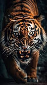 the tiger wallpapers hd wallpapers