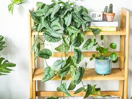 Vertical Gardening Ideas How What To