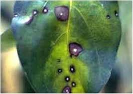 penyakit bercak daun coklat tanaman alpukat