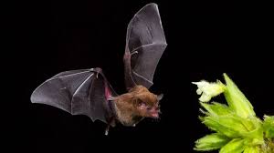 this is how bats survive deadly viruses