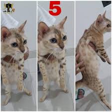 Jual kucing bengal | bintorocattery : Terjual Jual Kucing Bengal 13 Ekor Kitten Adult Bekasi Murah Kaskus