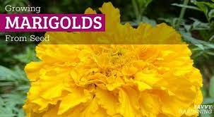 growing marigolds from seed tips for