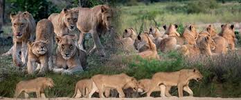 lions of malamala