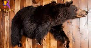 how to hang a bear skin rug on the wall