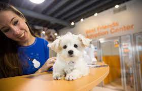 The stay on top of everything and are always very helpful with any questions you may have. Puppy Store Near Me Online Shopping Mall Find The Best Prices And Places To Buy
