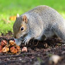 how to keep squirrels from digging up