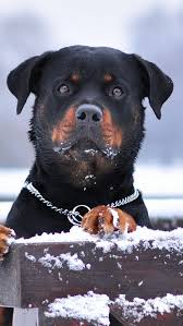 800x1420 rottweiler dog snow collar