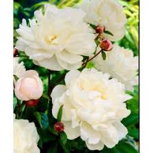 gardenia peony john scheepers beauty