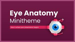eye anatomy minitheme google slides