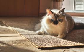 pet owners essential guide to carpet