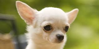 Image result for chihuahua