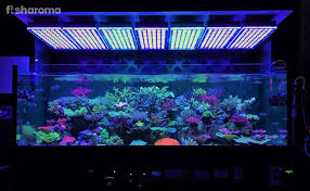 A Buying Guide To The Best Reef Led Lighting For Your Saltwater Aquarium