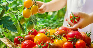 exploring tomatoes a guide for